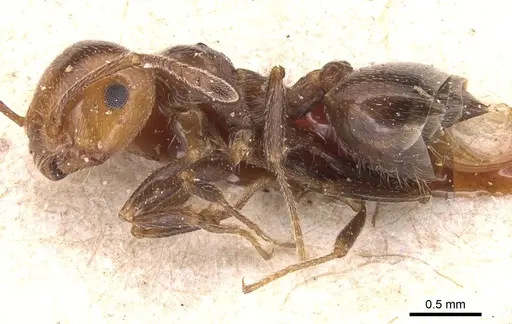 Crematogaster auberti specimen CASENT0904501 image casent0904501_3