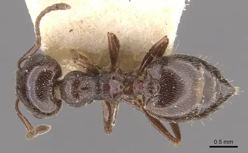 Crematogaster auberti specimen CASENT0908470 image casent0908470_1