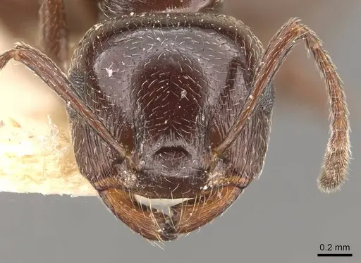 Crematogaster auberti specimen CASENT0908470 image casent0908470_2