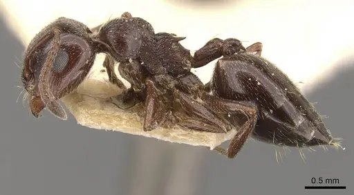 Crematogaster auberti specimen CASENT0908470 image casent0908470_3