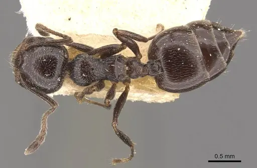 Crematogaster auberti specimen CASENT0908471 image casent0908471_1