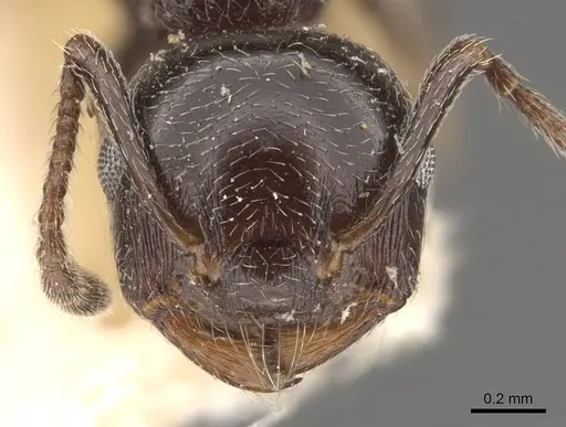 Crematogaster auberti specimen CASENT0908471 image casent0908471_2