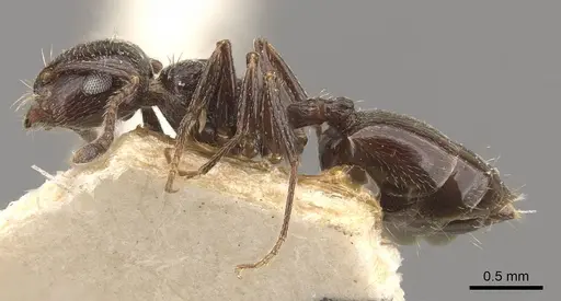 Crematogaster auberti specimen CASENT0908471 image casent0908471_3