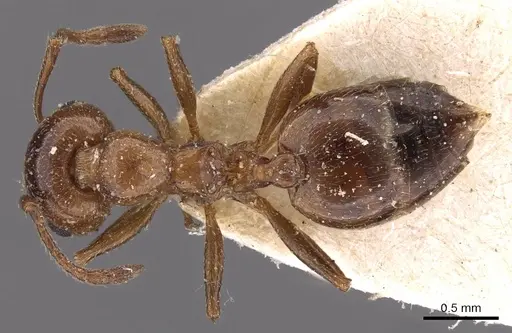 Crematogaster auberti specimen CASENT0908480 image casent0908480_1