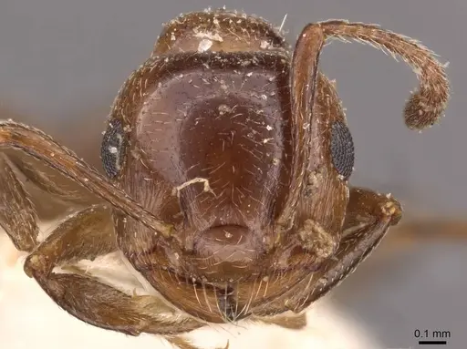 Crematogaster auberti specimen CASENT0908480 image casent0908480_2