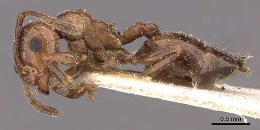 Crematogaster auberti specimen CASENT0908480 image casent0908480_3
