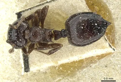 Crematogaster auberti specimen CASENT0912642 image casent0912642_1