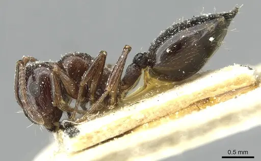 Crematogaster auberti specimen CASENT0912642 image casent0912642_3