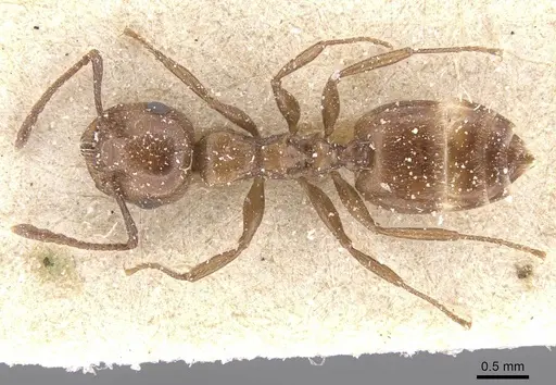 Crematogaster auberti specimen CASENT0912643 image casent0912643_1