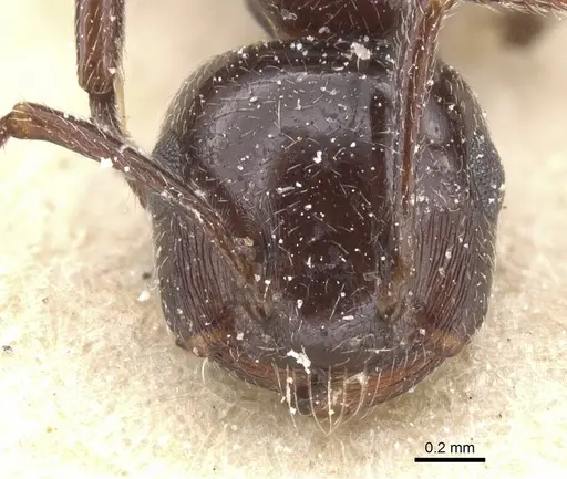 Crematogaster auberti specimen CASENT0912643 image casent0912643_2