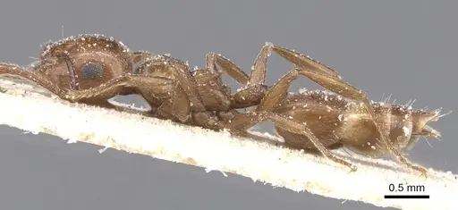 Crematogaster auberti specimen CASENT0912643 image casent0912643_3