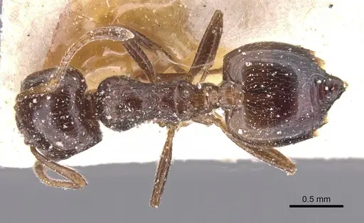 Crematogaster auberti specimen CASENT0912670 image casent0912670_1