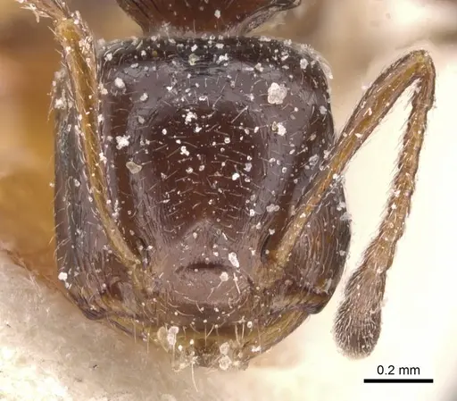 Crematogaster auberti specimen CASENT0912670 image casent0912670_2