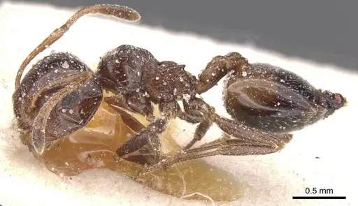 Crematogaster auberti specimen CASENT0912670 image casent0912670_3
