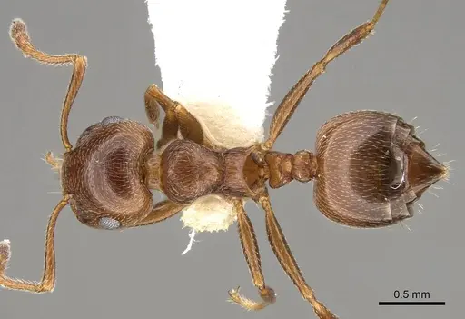 Crematogaster auberti specimen CASENT0914147 image casent0914147_1