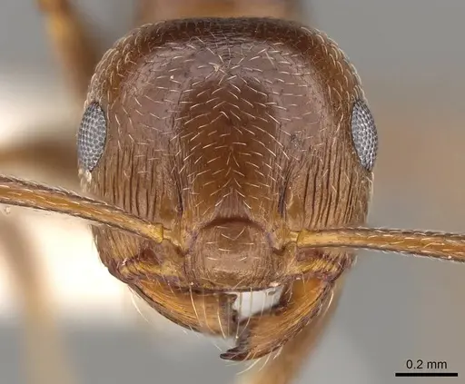 Crematogaster auberti specimen CASENT0914147 image casent0914147_2
