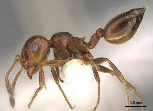 Crematogaster auberti specimen CASENT0914147 image casent0914147_3