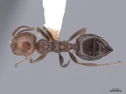 Crematogaster auberti specimen FMNHINS0000047722 image fmnhins0000047722_1