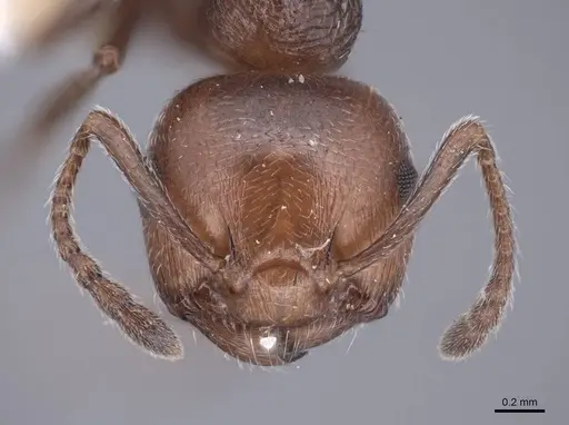 Crematogaster auberti specimen FMNHINS0000047722 image fmnhins0000047722_2
