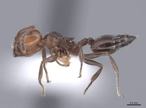 Crematogaster auberti specimen FMNHINS0000047722 image fmnhins0000047722_3