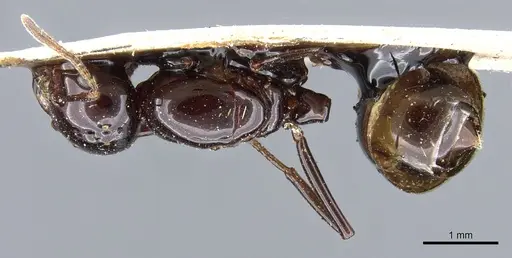 Crematogaster augusti specimen CASENT0904487 image casent0904487_1