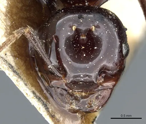 Crematogaster augusti specimen CASENT0904487 image casent0904487_2