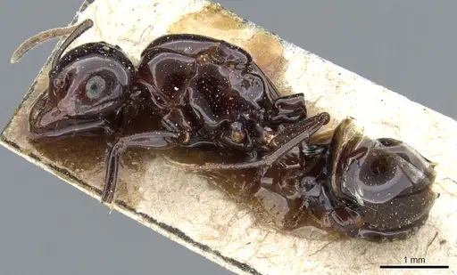 Crematogaster augusti specimen CASENT0904487 image casent0904487_3