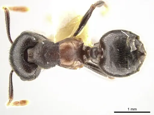 Crematogaster aurita specimen CASENT0649886 image casent0649886_1