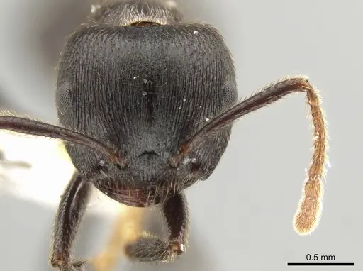 Crematogaster aurita specimen CASENT0649886 image casent0649886_2