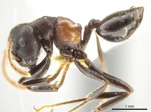 Crematogaster aurita specimen CASENT0649886 image casent0649886_3