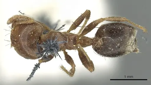 Crematogaster australis specimen CASENT0902138 image casent0902138_1