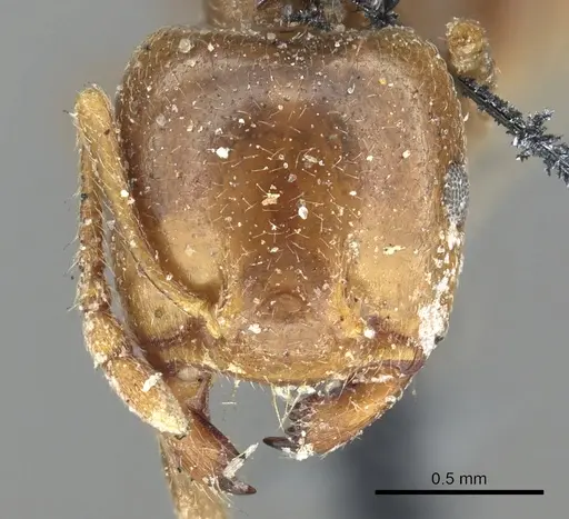 Crematogaster australis specimen CASENT0902138 image casent0902138_2