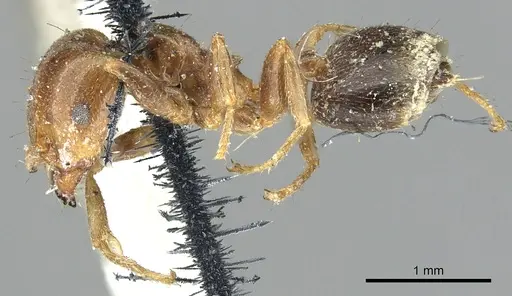 Crematogaster australis specimen CASENT0902138 image casent0902138_3