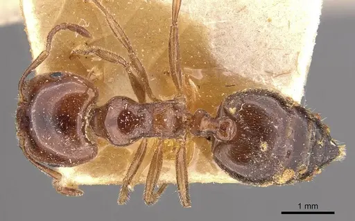 Crematogaster australis specimen CASENT0908594 image casent0908594_1
