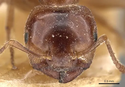 Crematogaster australis specimen CASENT0908594 image casent0908594_2