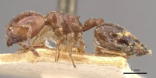 Crematogaster australis specimen CASENT0908594 image casent0908594_3