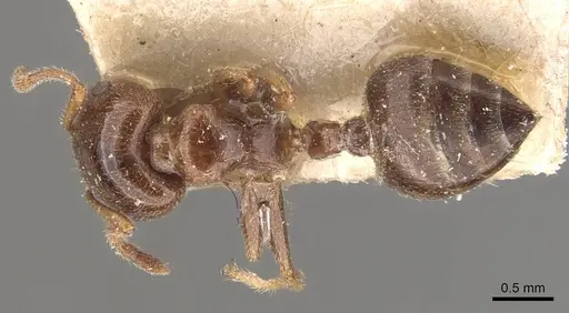 Crematogaster australis specimen CASENT0908595 image casent0908595_1