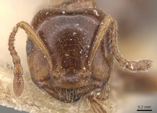 Crematogaster australis specimen CASENT0908595 image casent0908595_2