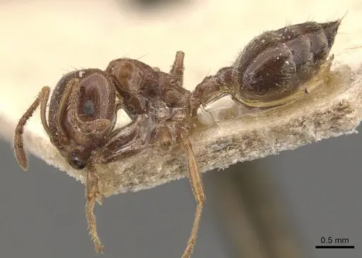Crematogaster australis specimen CASENT0908595 image casent0908595_3