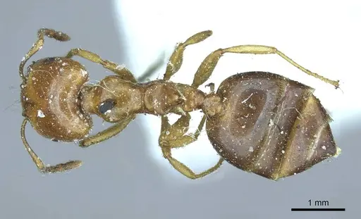 Crematogaster australis specimen CASENT0919690 image casent0919690_1