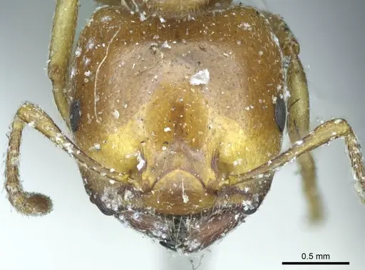 Crematogaster australis specimen CASENT0919690 image casent0919690_2