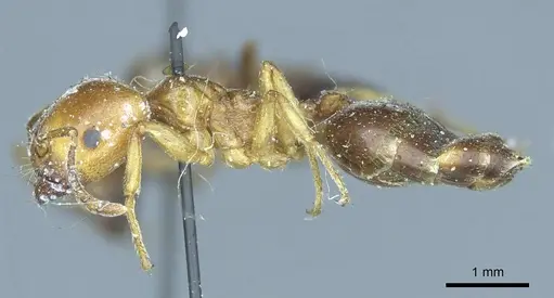 Crematogaster australis specimen CASENT0919690 image casent0919690_3