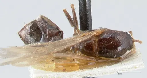 Crematogaster australis specimen FOCOL1502 image focol1502_1