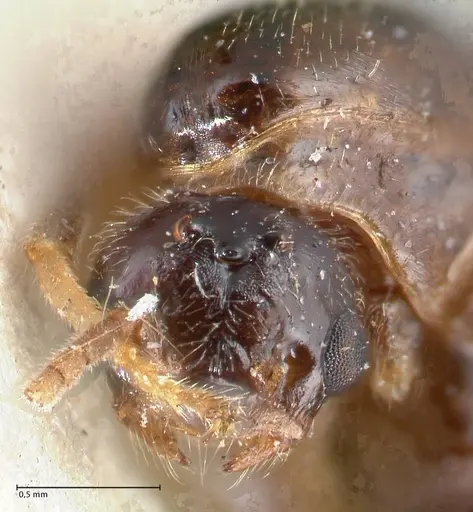 Crematogaster australis specimen FOCOL1502 image focol1502_2