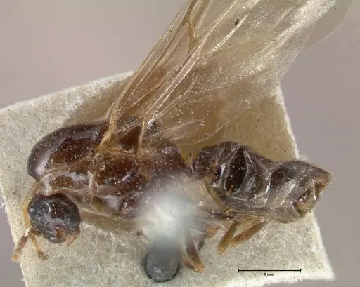 Crematogaster australis specimen FOCOL1502 image focol1502_3