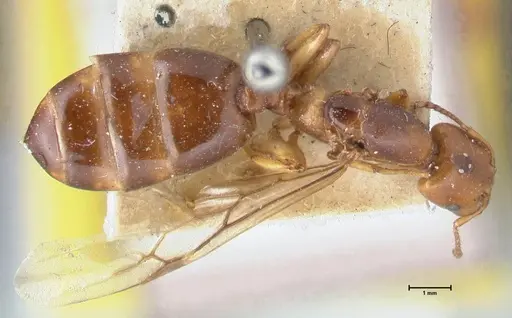 Crematogaster australis specimen FOCOL1503 image focol1503_1