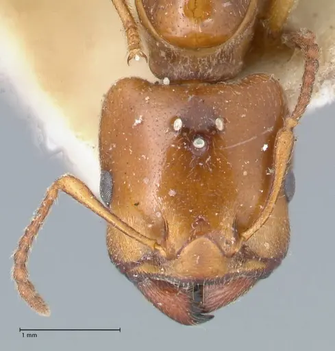 Crematogaster australis specimen FOCOL1503 image focol1503_2