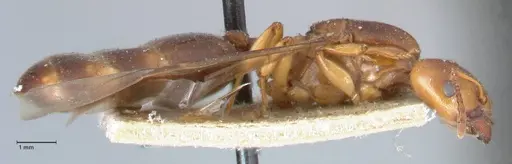 Crematogaster australis specimen FOCOL1503 image focol1503_3