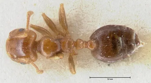 Crematogaster australis specimen FOCOL1504 image focol1504_1
