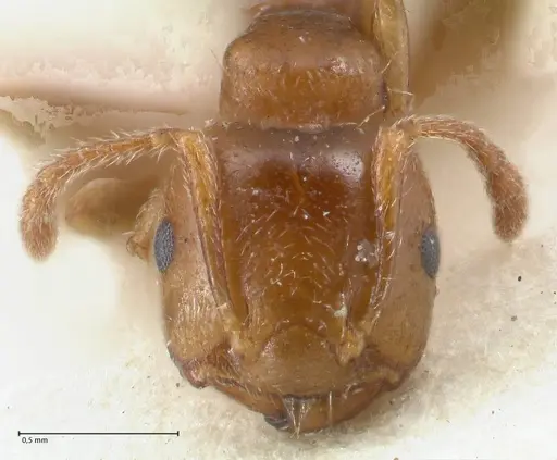 Crematogaster australis specimen FOCOL1504 image focol1504_2